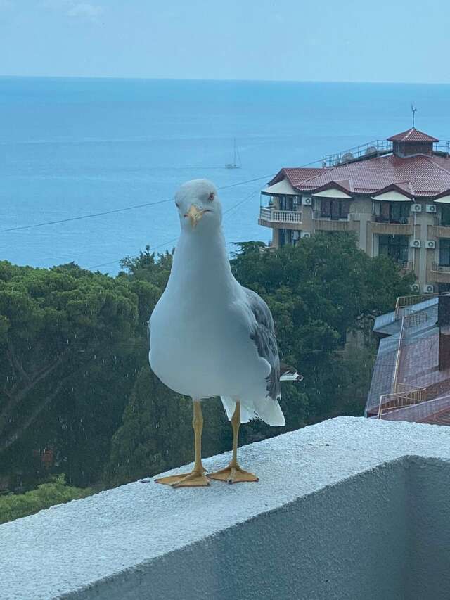 Гостиница Парк Авеню Кореиз-229